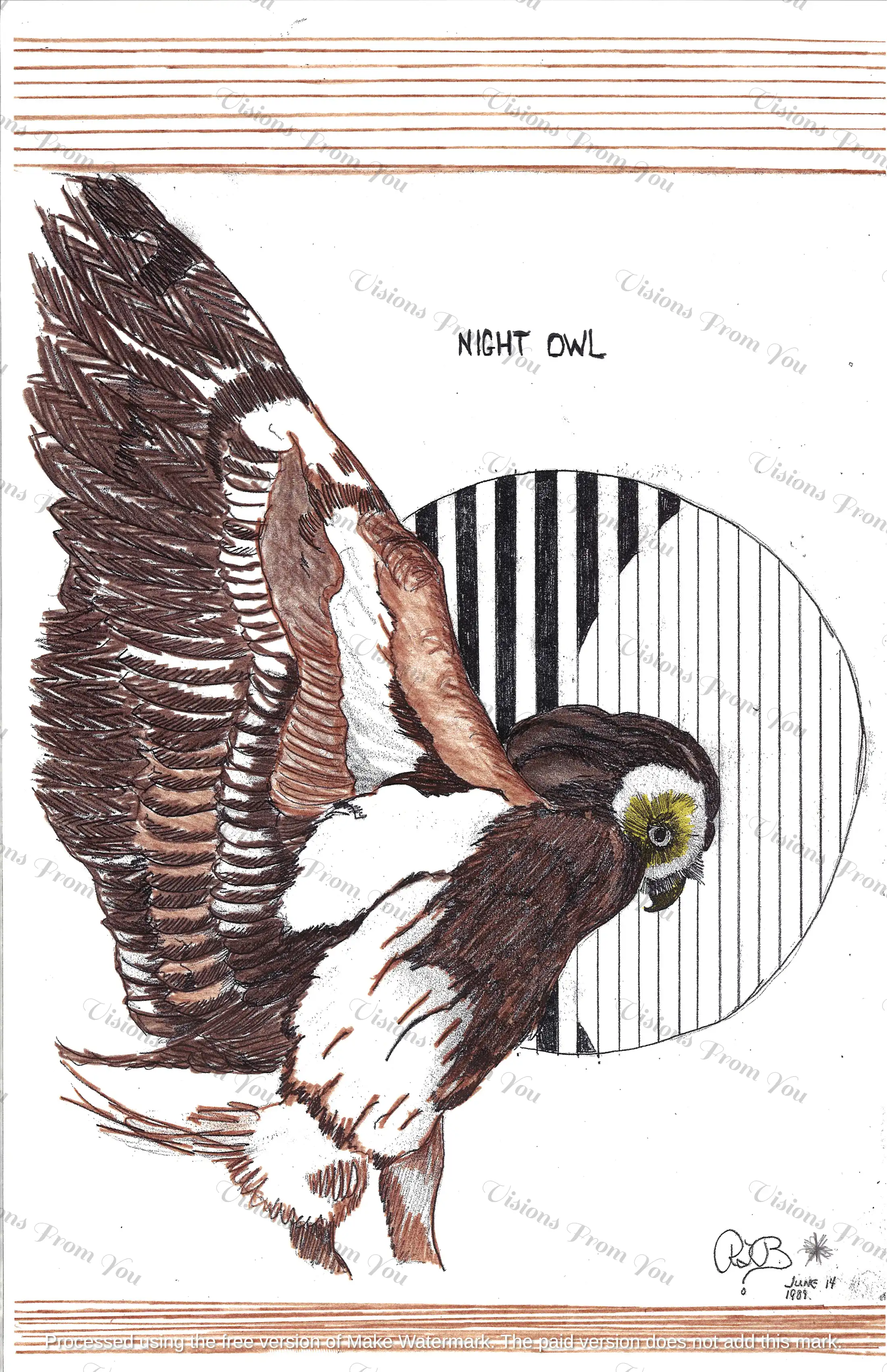 Night Owl color1
